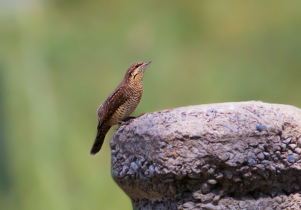 Eurasian Wryneck