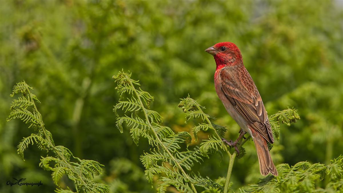 Common Rosefinch