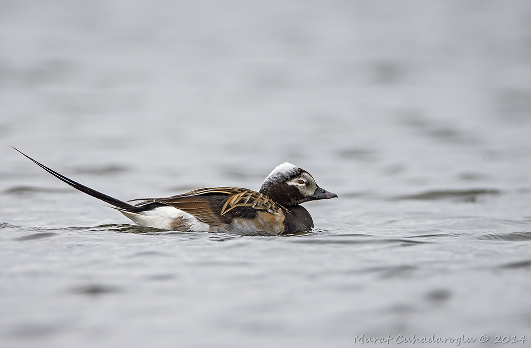 Long-tailed Duck