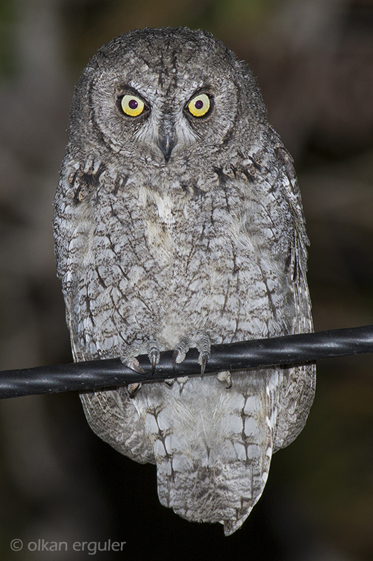 Eurasian Scops Owl