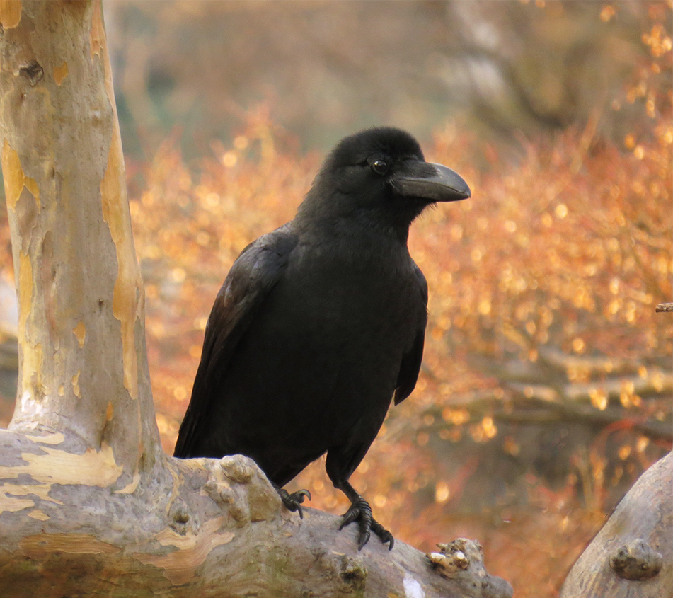 Northern Raven