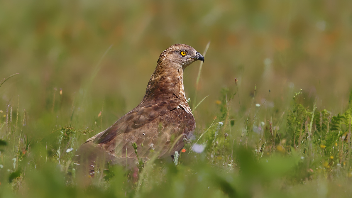 European Honey Buzzard