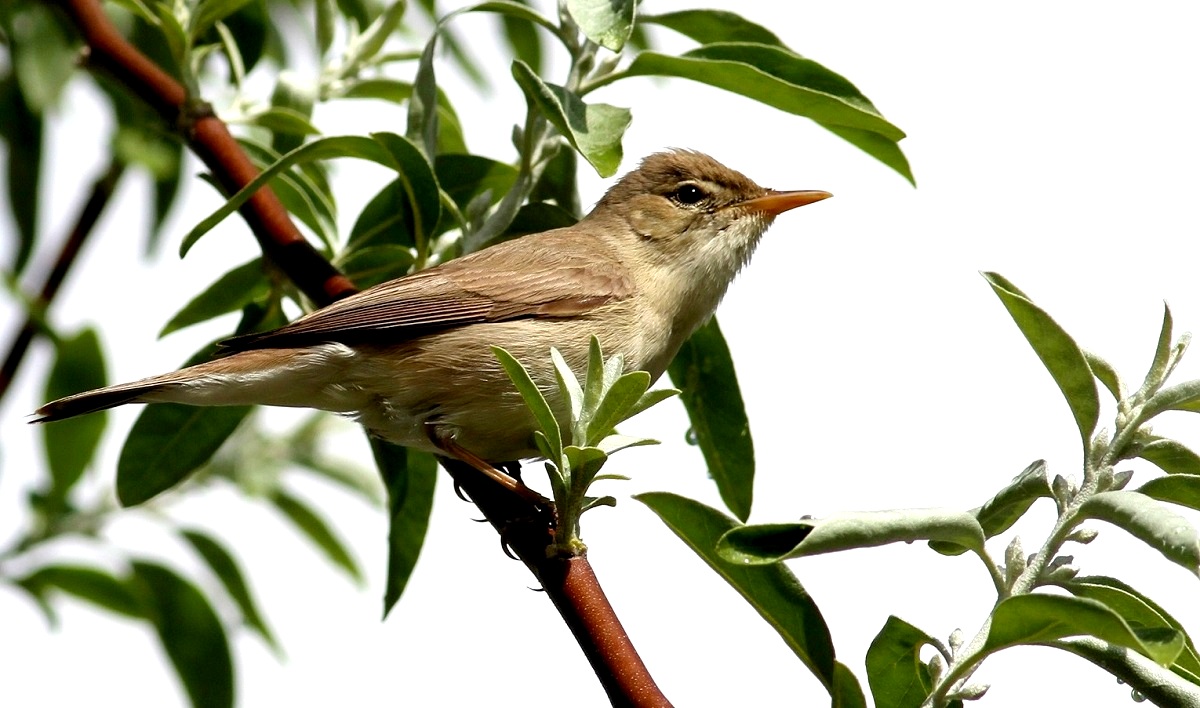 Eastern Olivaceous Warbler