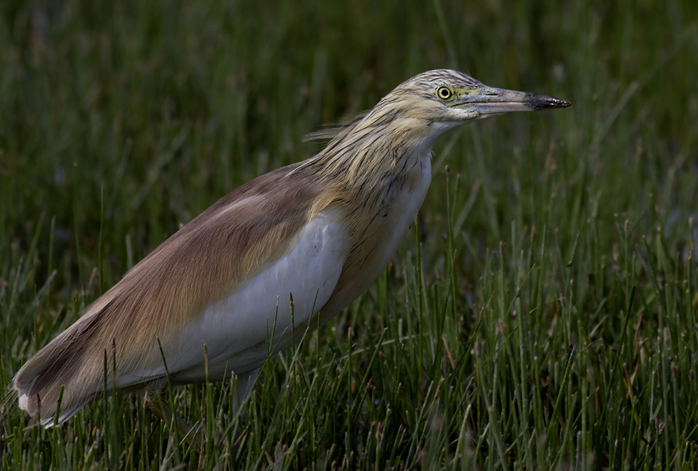 Squacco Heron