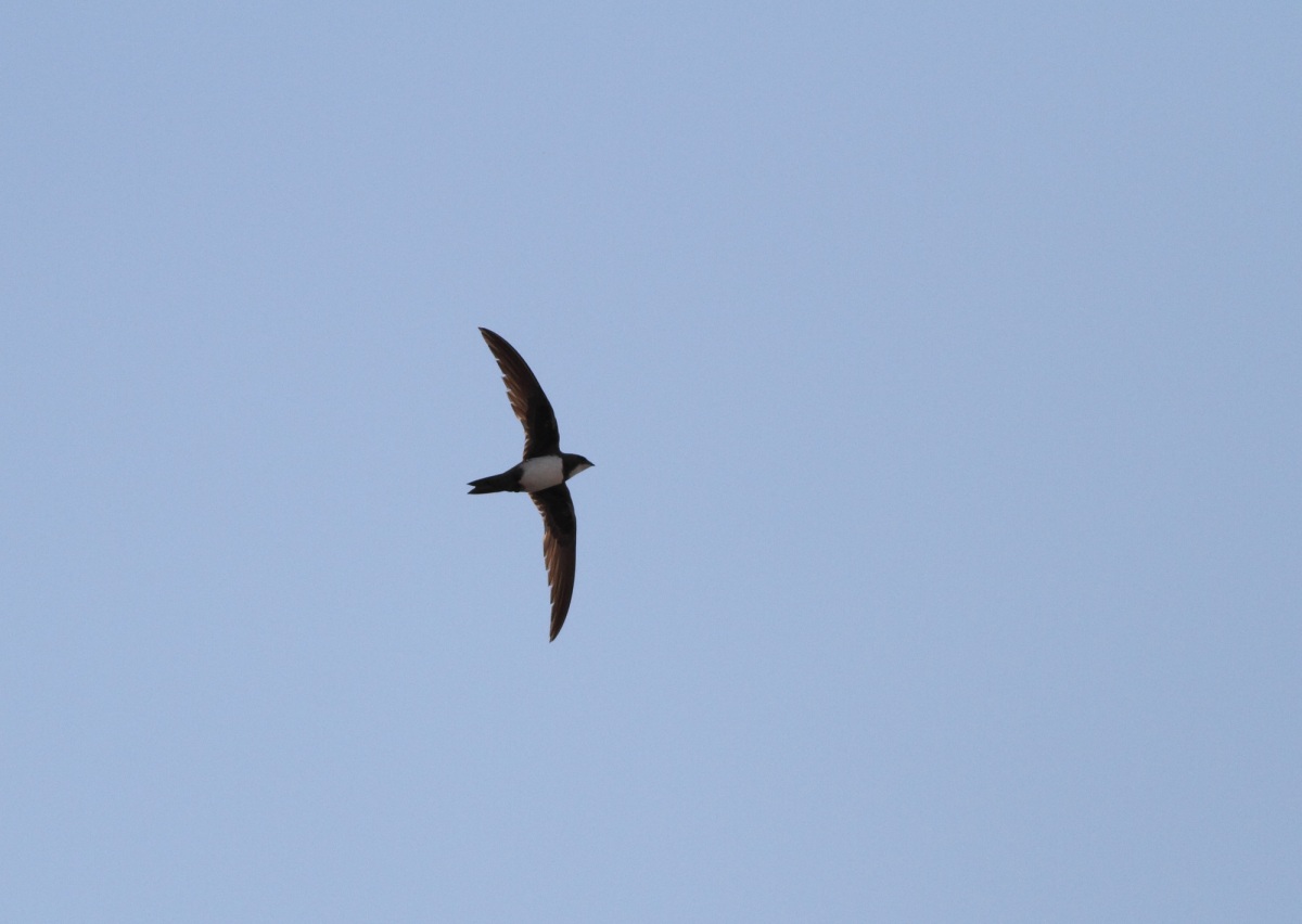 Alpine Swift