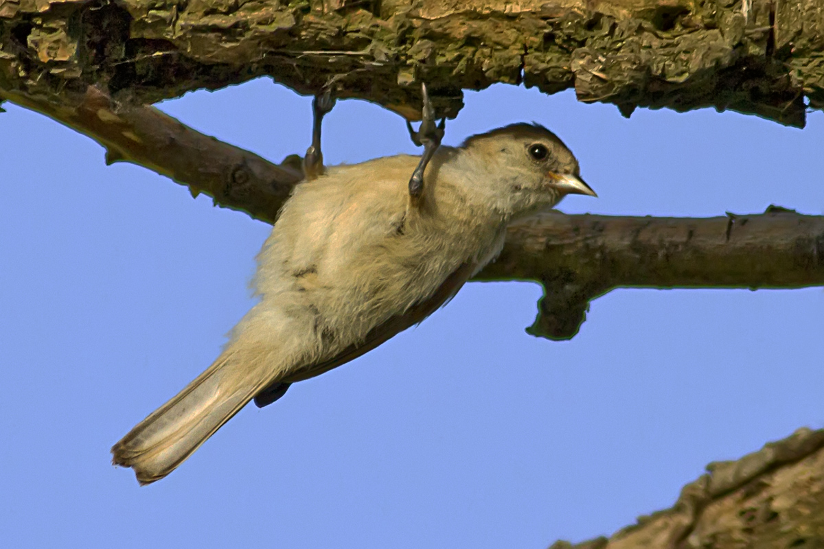 Eurasian Penduline Tit