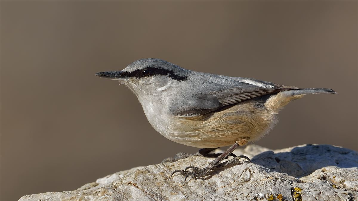 Western Rock Nuthatch