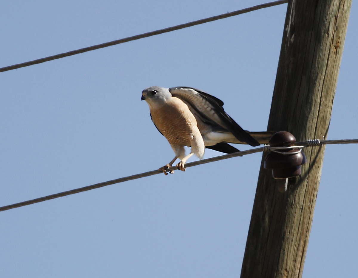 Levant Sparrowhawk