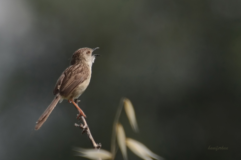 Delicate Prinia