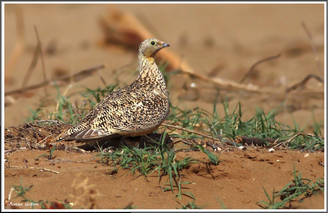 Black-bellied Sandgrouse