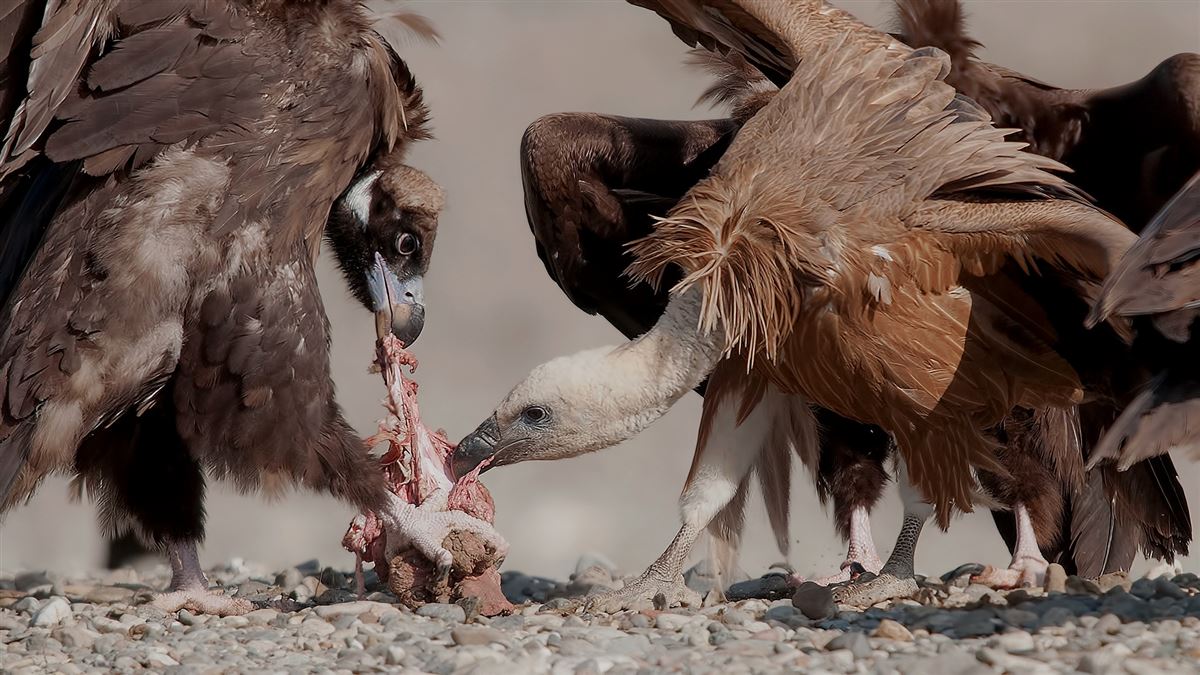 Griffon Vulture