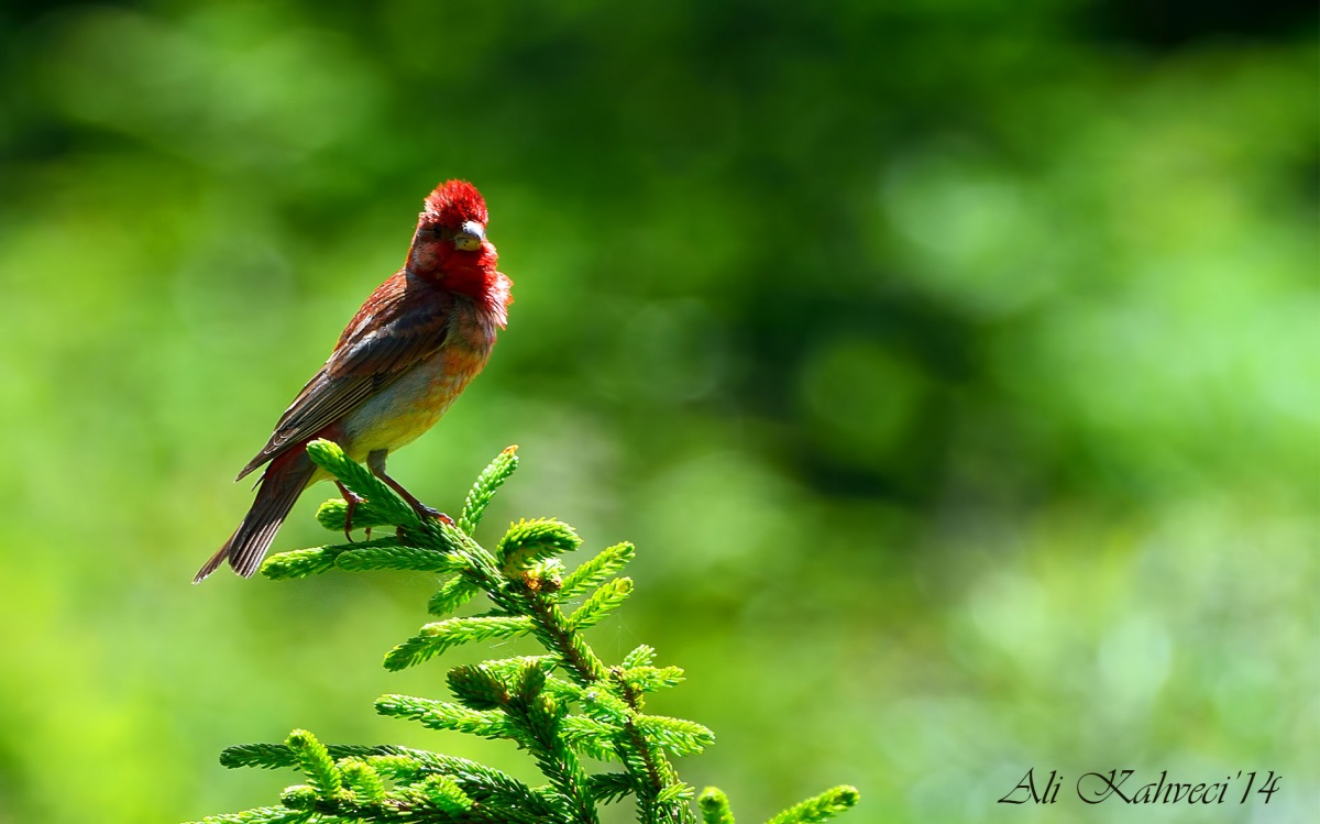 Common Rosefinch
