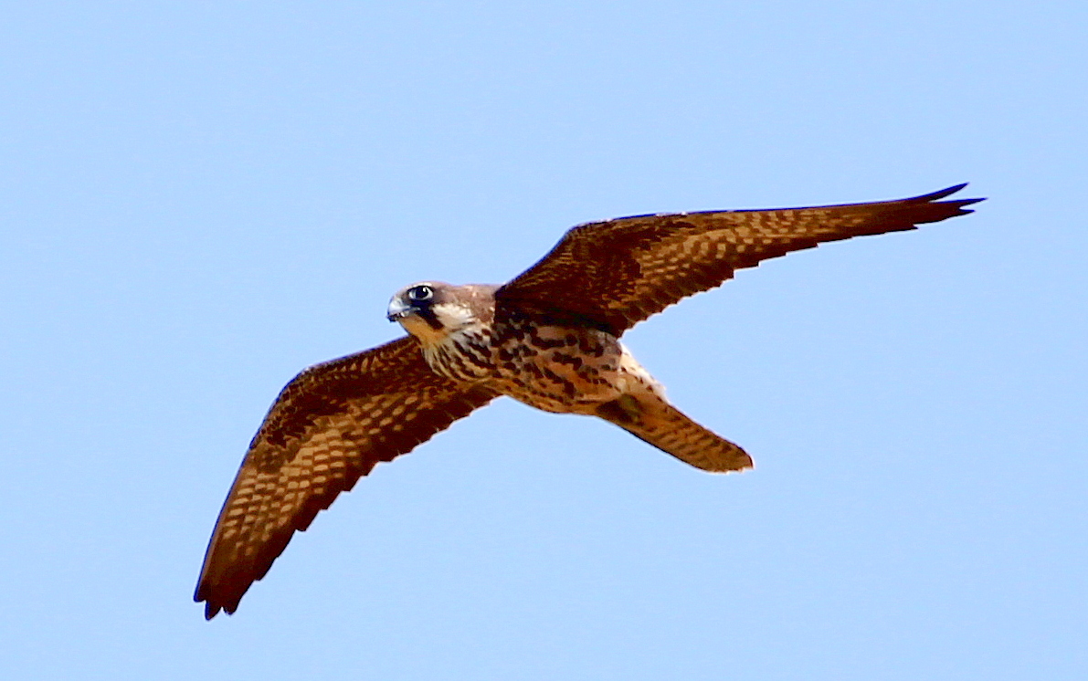 Eleonora`s Falcon