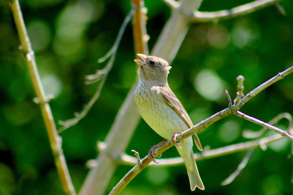 Common Rosefinch