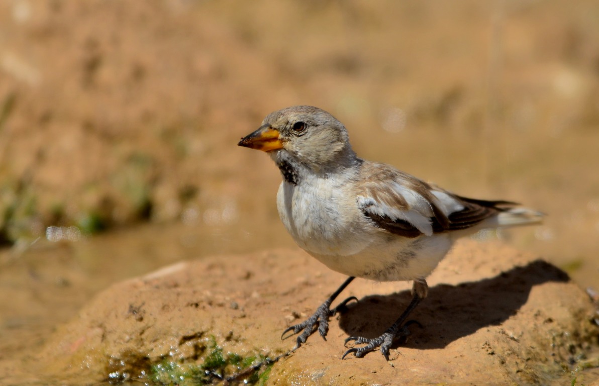 White-winged Snowfinch