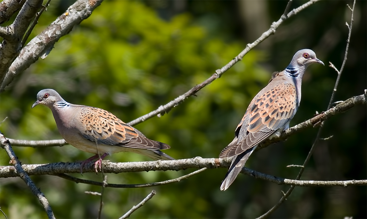 European Turtle Dove