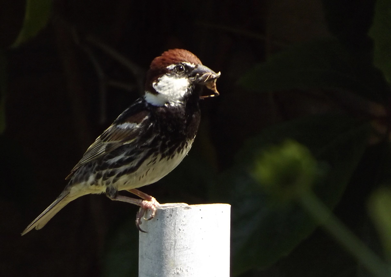Spanish Sparrow