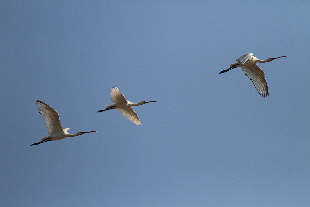 Eurasian Spoonbill