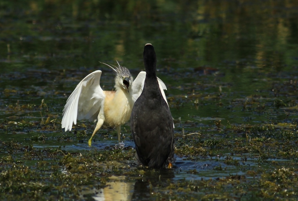 Squacco Heron