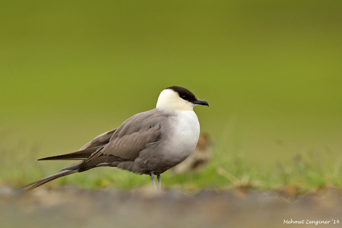 Long-tailed Jaeger