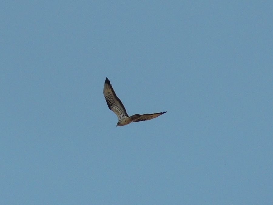 European Honey Buzzard