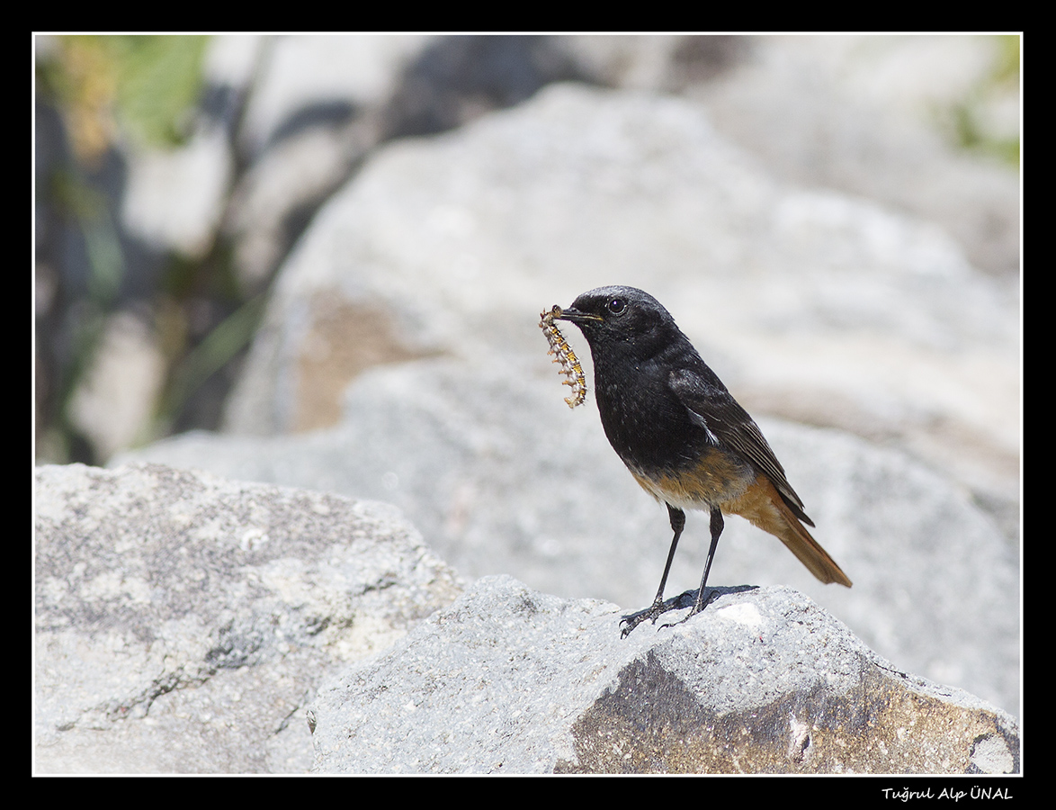 Black Redstart
