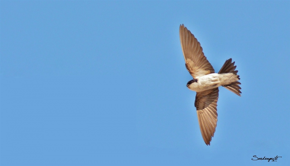 Western House Martin