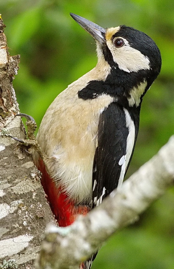 Great Spotted Woodpecker