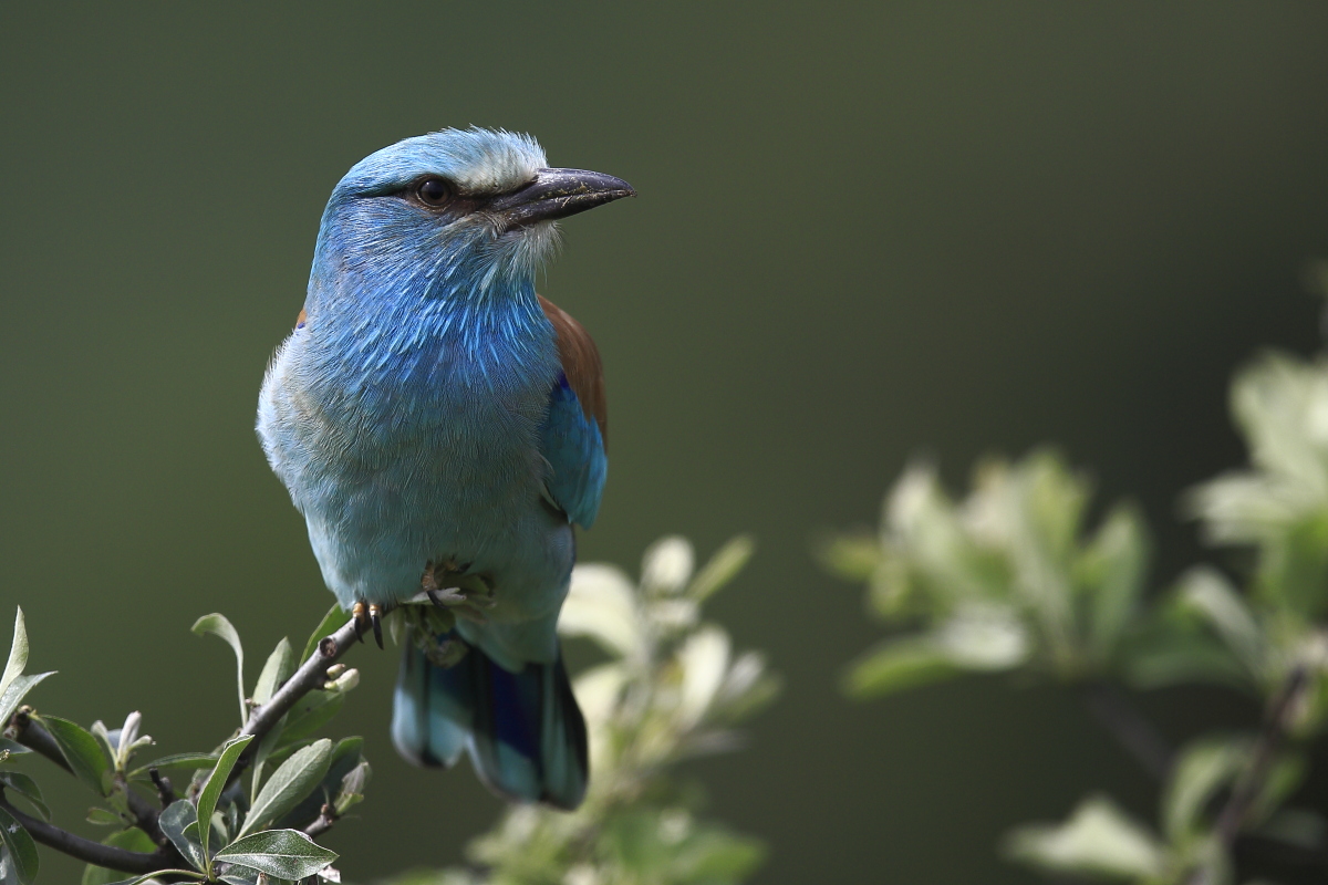European Roller