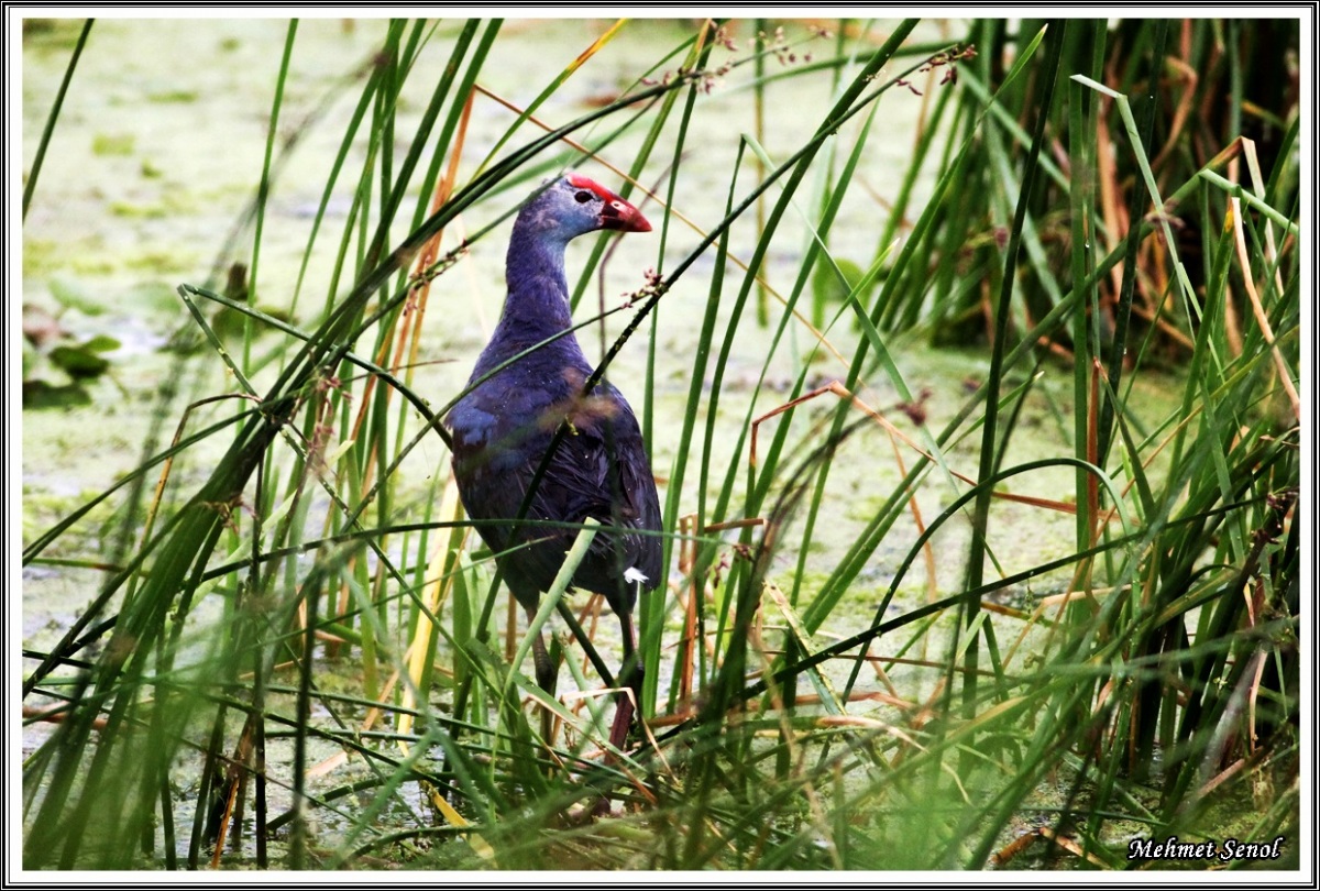 Grey-headed Swamphen