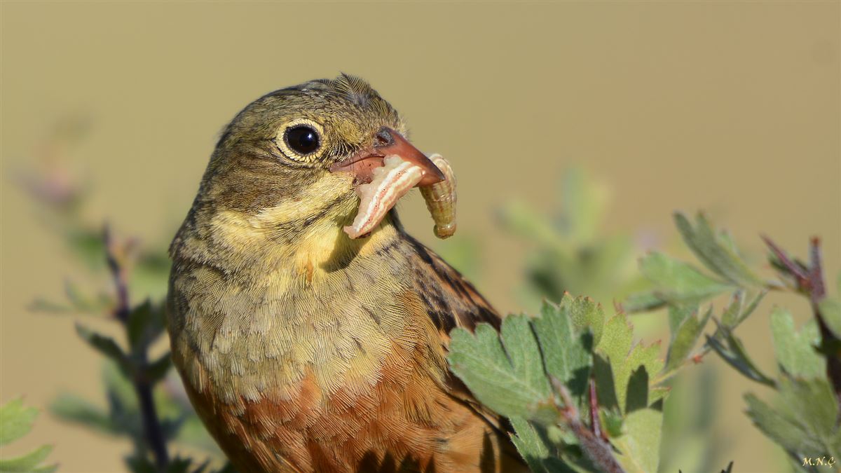 Ortolan Bunting
