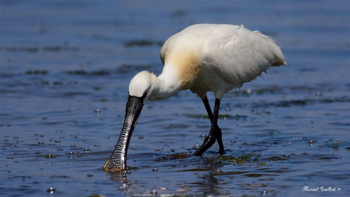 Eurasian Spoonbill