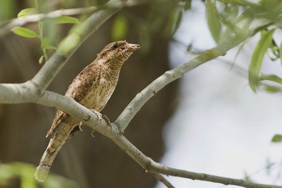 Eurasian Wryneck
