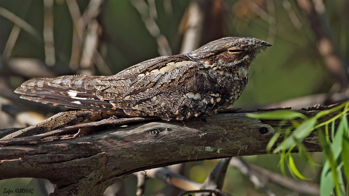 European Nightjar