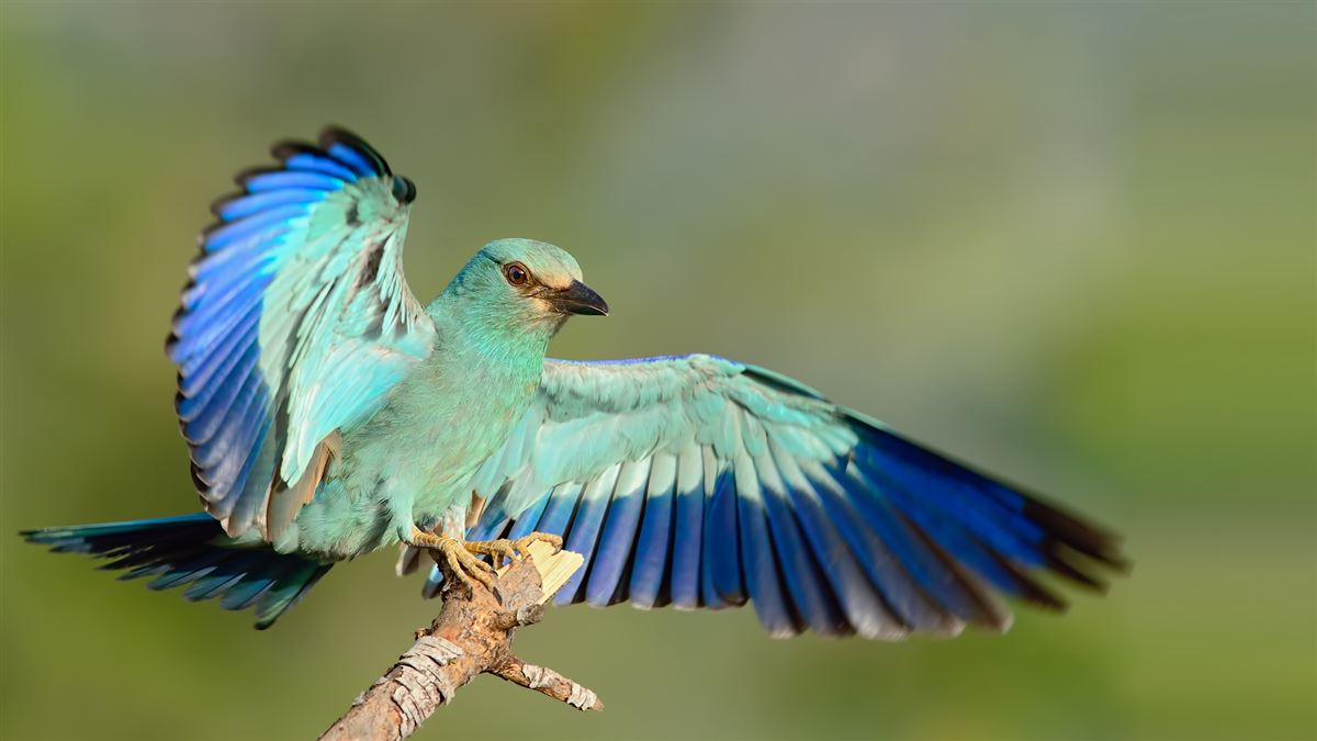 European Roller