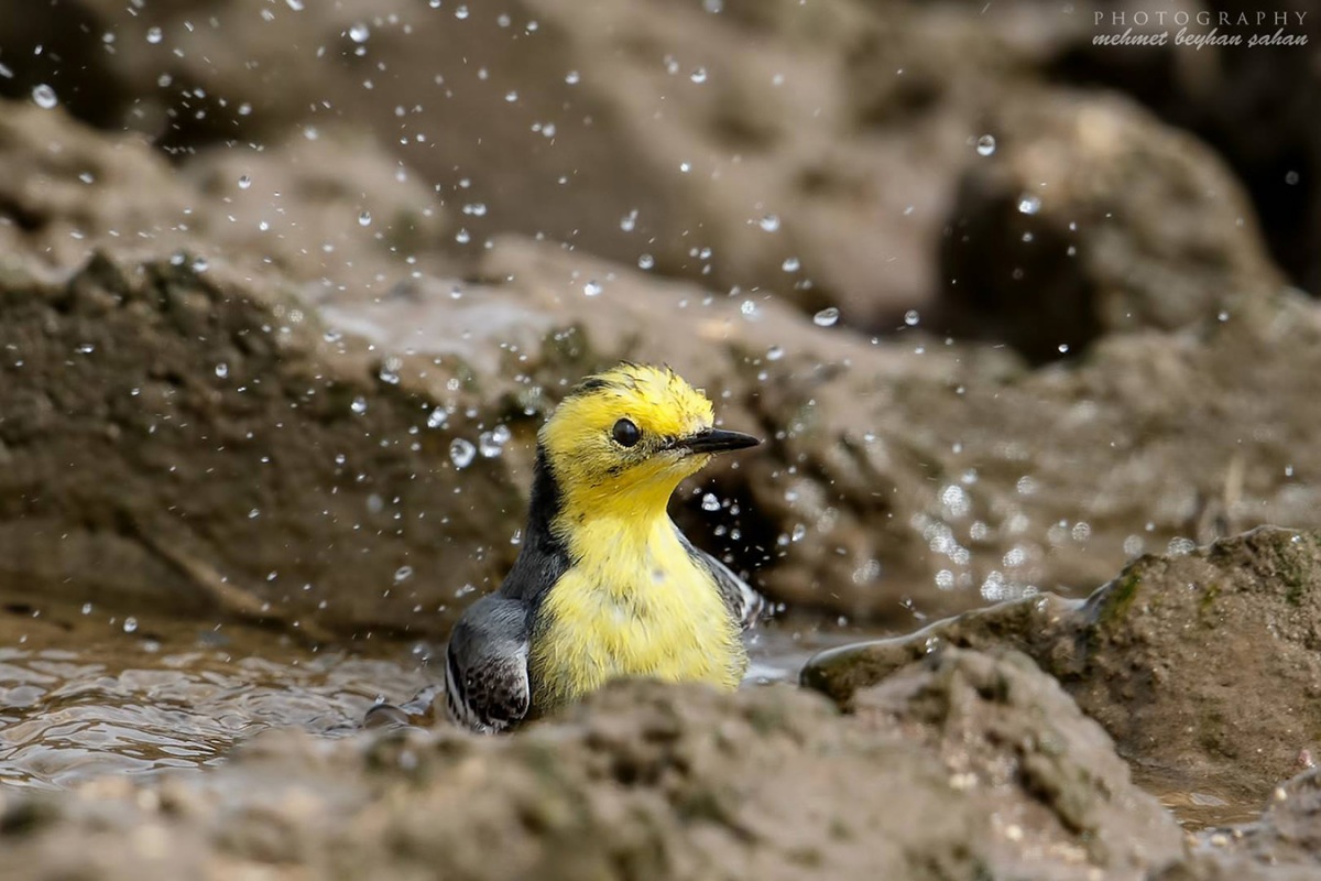 Citrine Wagtail