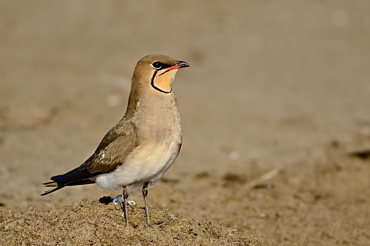 Collared Pratincole