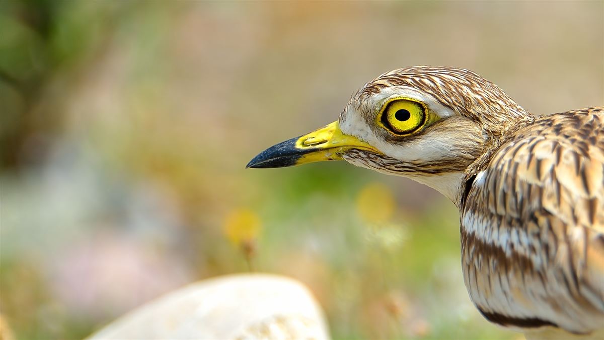 Eurasian Stone-curlew