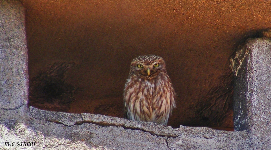 Little Owl