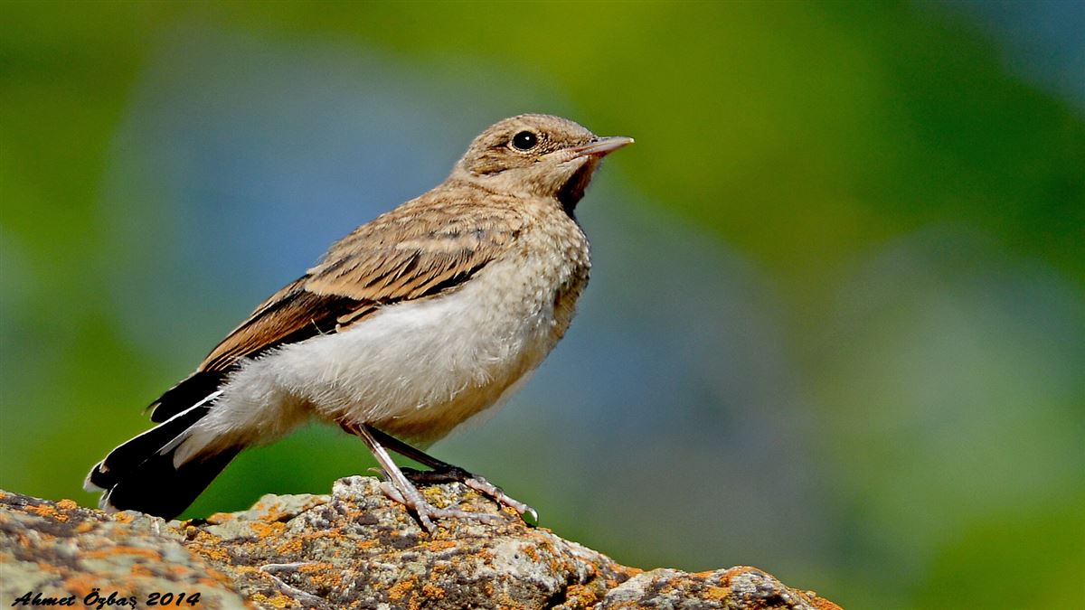 Northern Wheatear