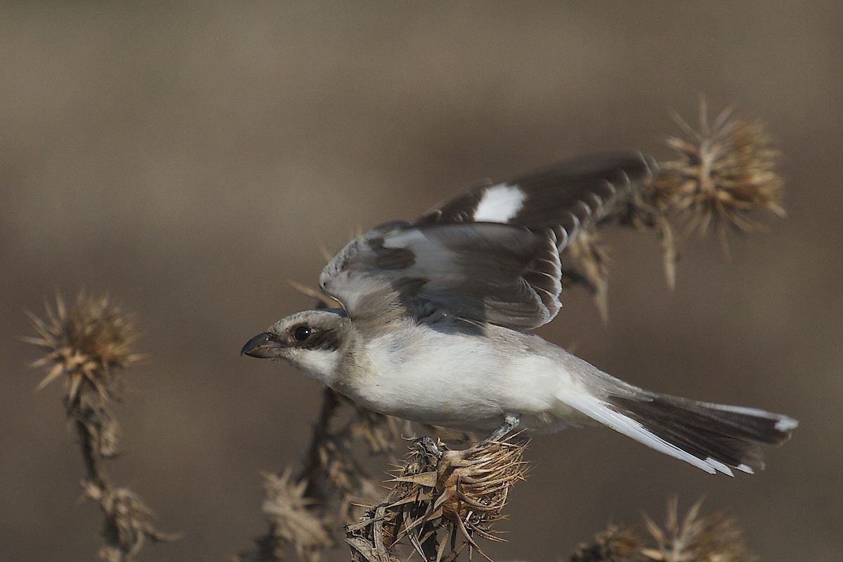 Lesser Grey Shrike