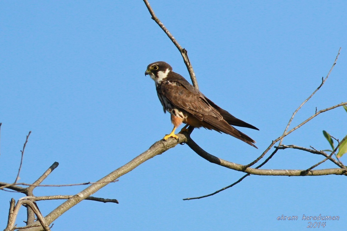 Eurasian Hobby
