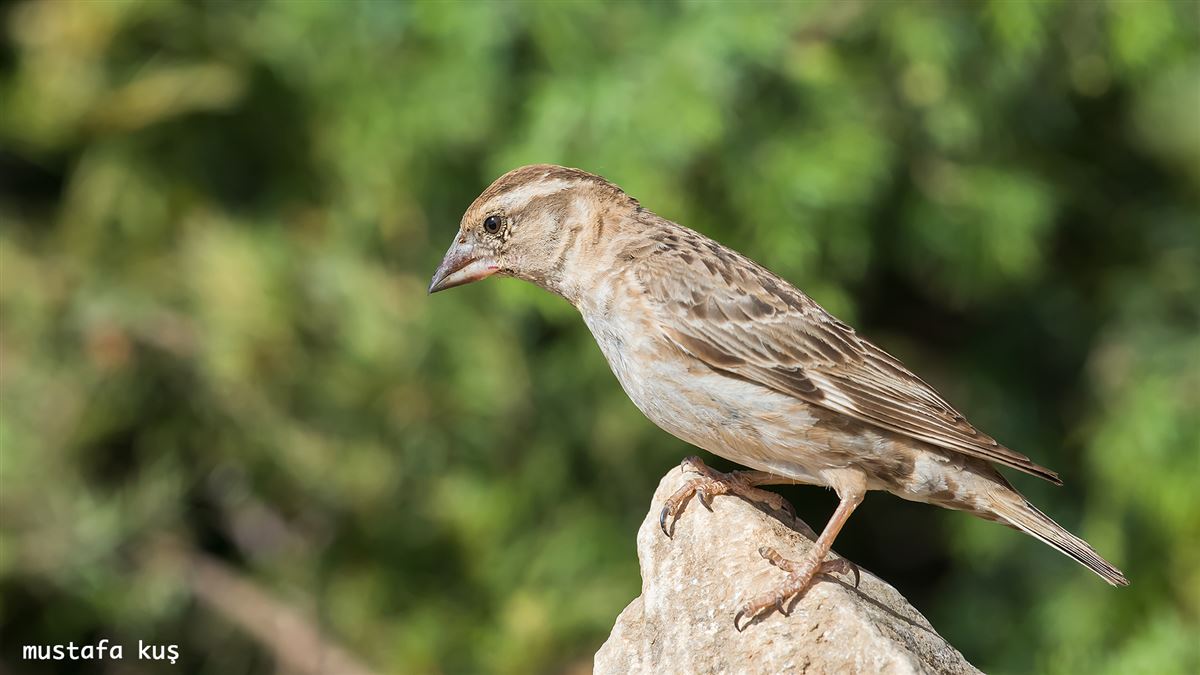 Rock Sparrow