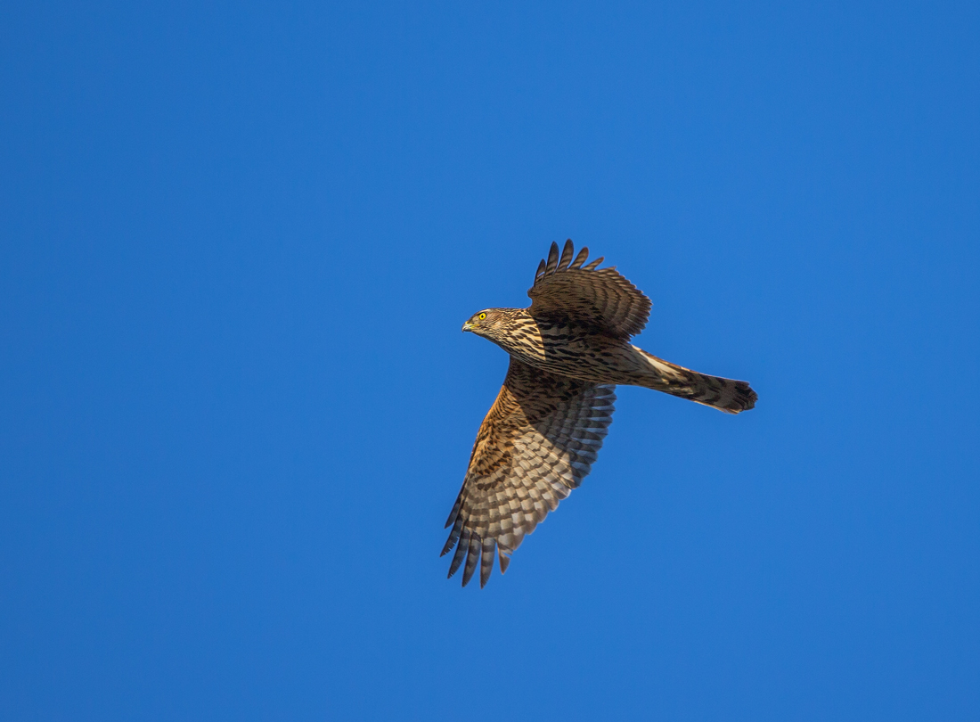 Eurasian Goshawk