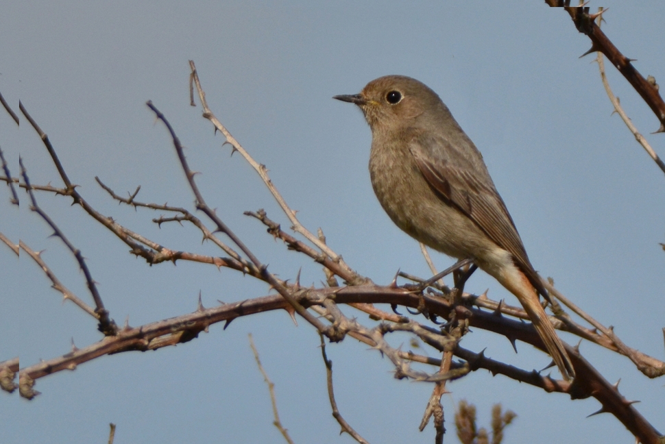 Black Redstart