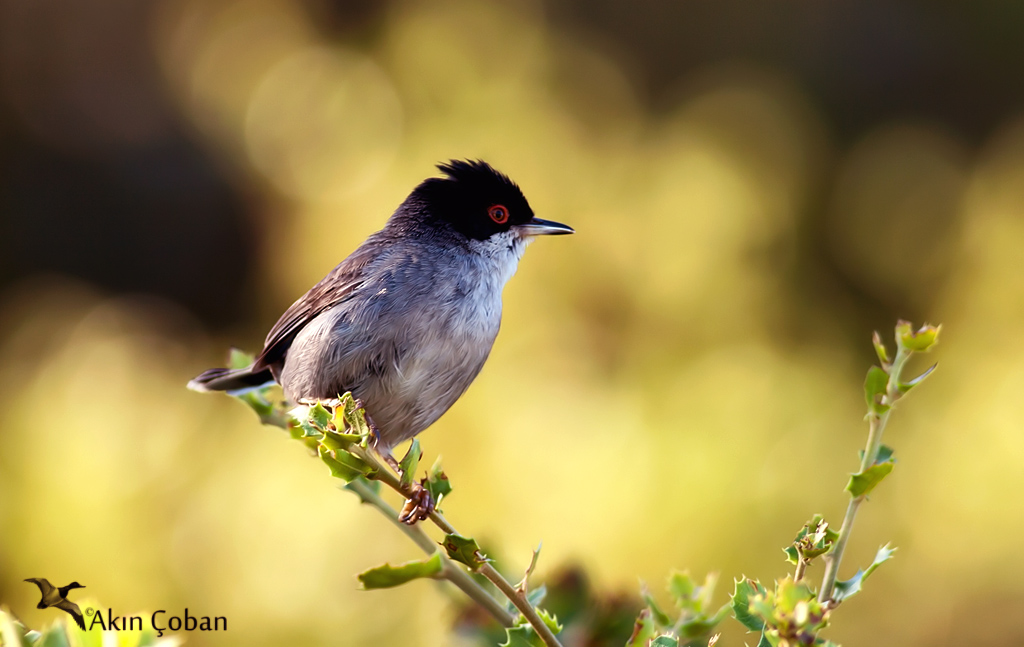 Sardinian Warbler