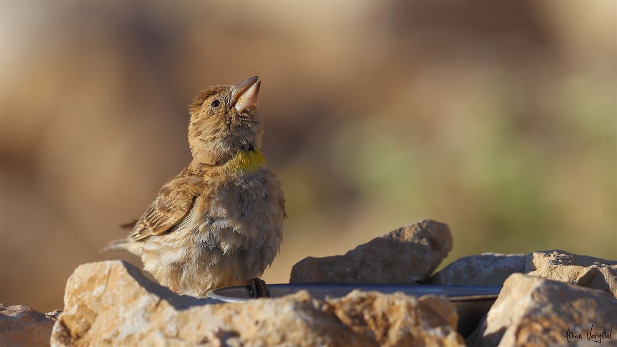 Rock Sparrow