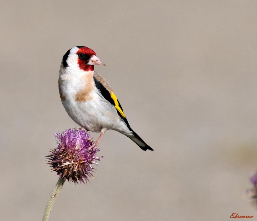 European Goldfinch
