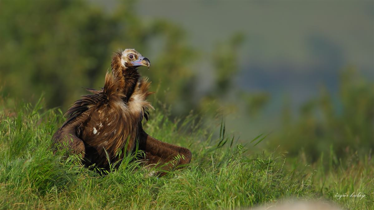 Cinereous Vulture