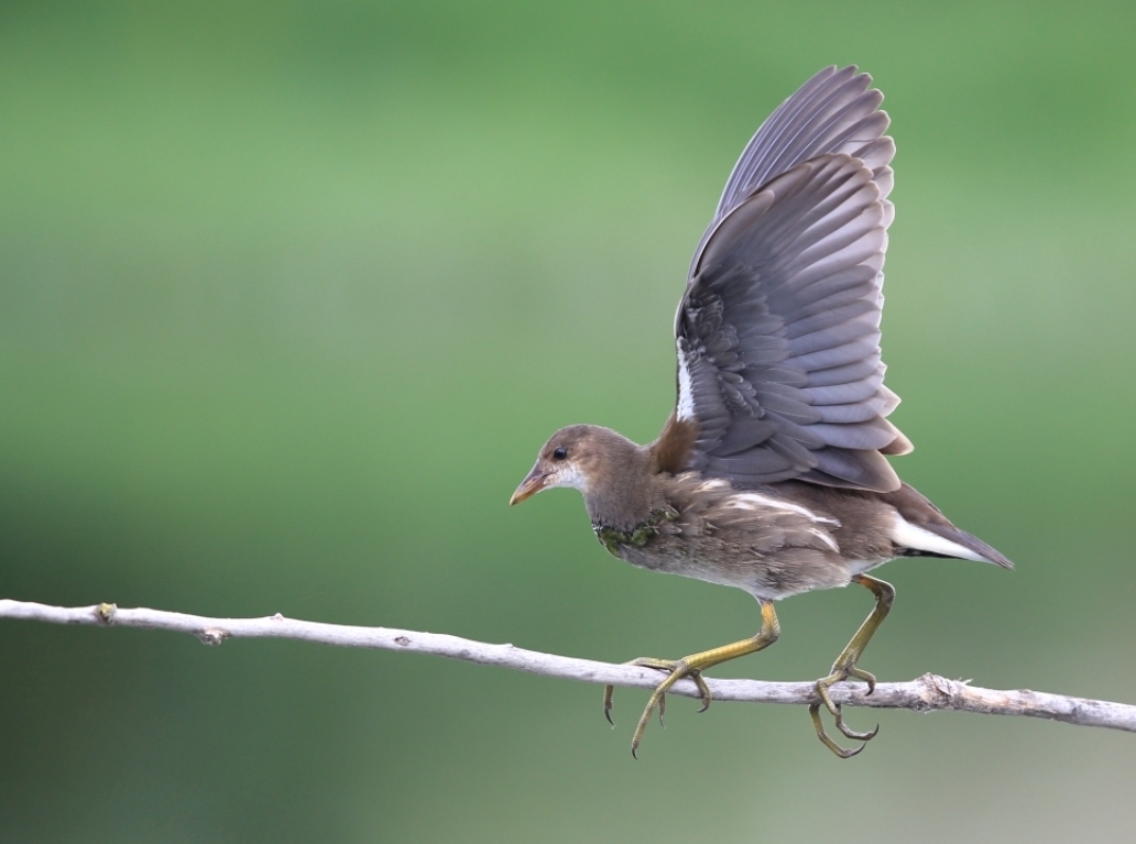 Common Moorhen